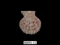 藏品(高貴海扇蛤)的圖片